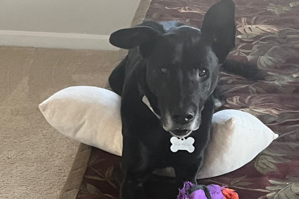 Black dog named Duke using the All-Support Pillow by A Little Pillow Company