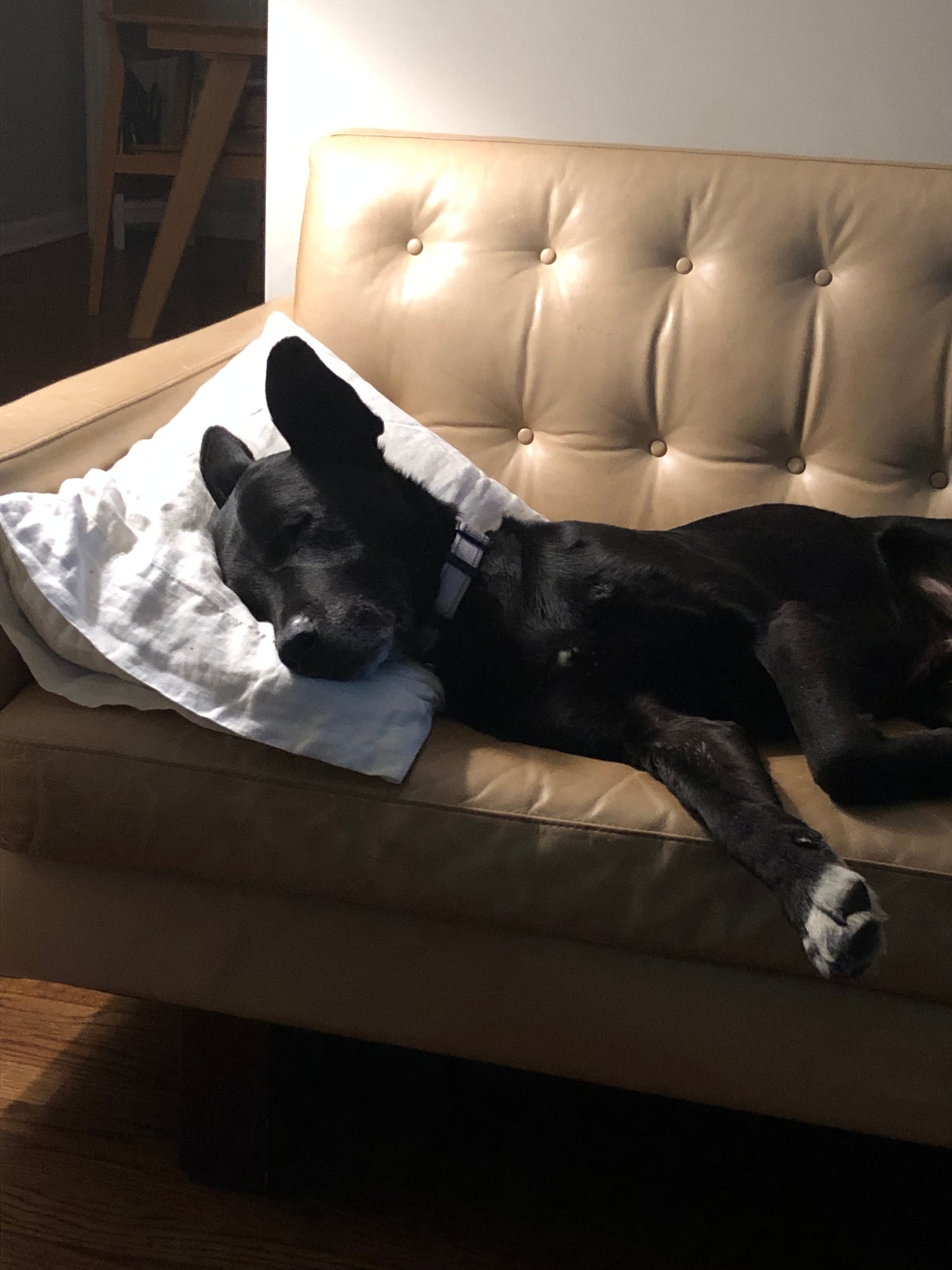 Dog using child pillow from A Little Pillow Company