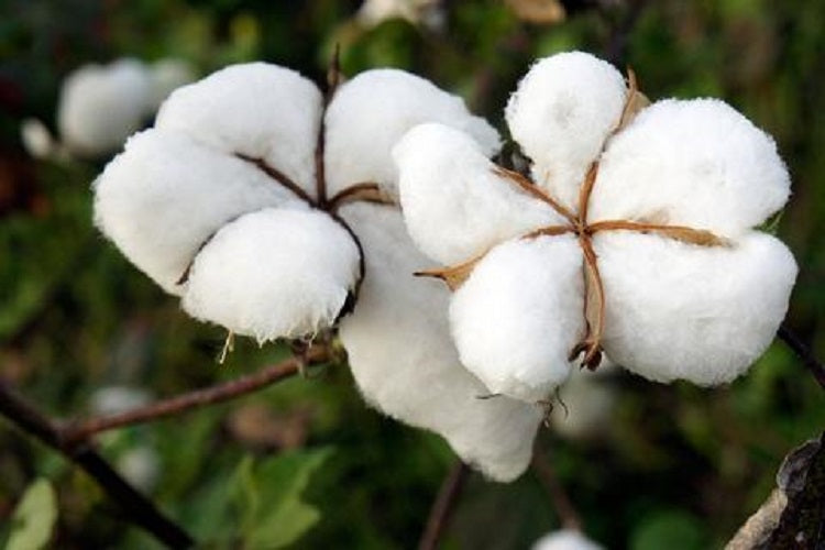 Why We Don’t Use Organic Cotton as Pillow Fill