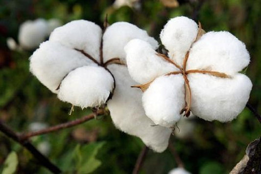 Why We Don’t Use Organic Cotton as Pillow Fill