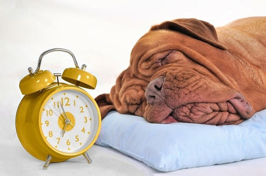 Funny photo of a dog sleeping on a toddler pillow from A Little Pillow Company with a clock nearby