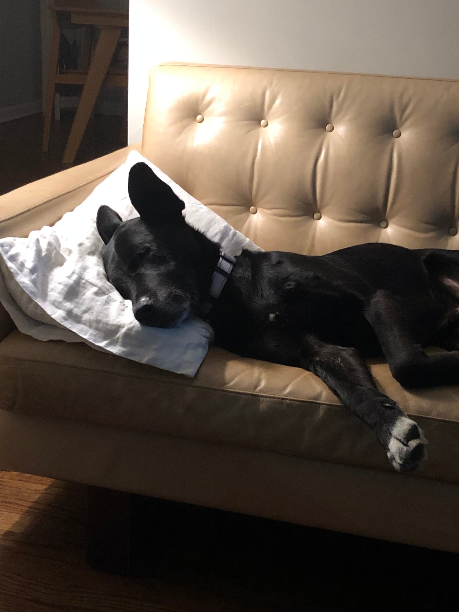 Dog using child pillow from A Little Pillow Company 